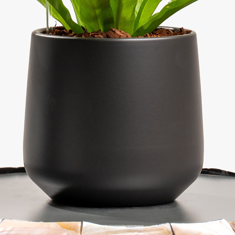 4.3 Green Aura – Asplenium in Matte Black Pot