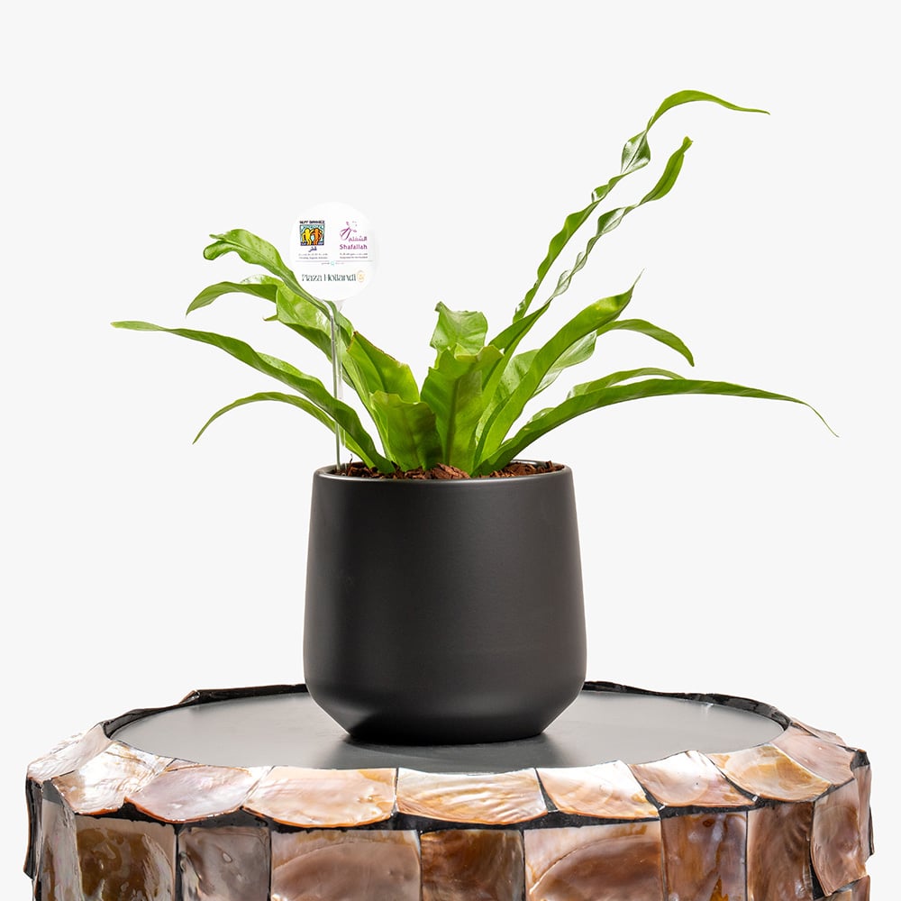 Asplenium Lush 20 cm **Asplenium** fern in a 20 cm **black ceramic pot**, perfect for bringing fresh greenery and a touch of elegance to your home or office décor.