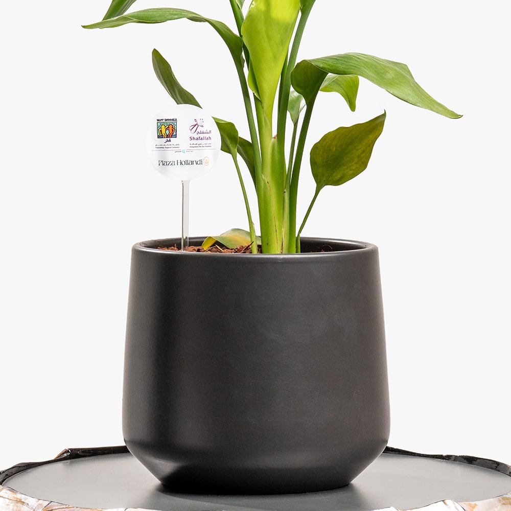 5.2 Bold Foliage – Codiaeum in Designer Ceramic