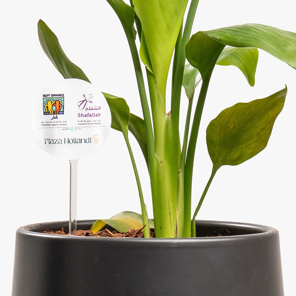 5.3 Bold Foliage – Codiaeum in Designer Ceramic