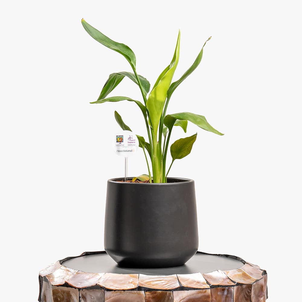 Strelitzia Bold Foliage – Codiaeum in Designer Ceramic