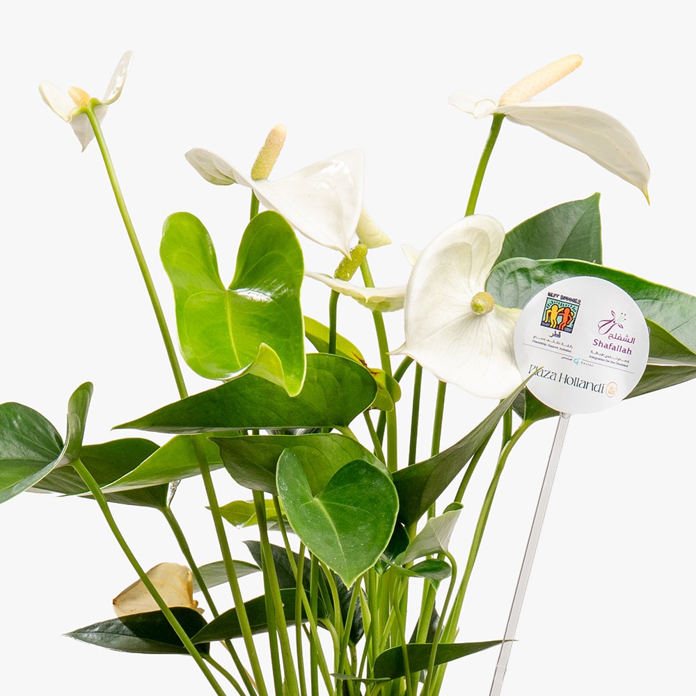 6.2 Pink Whisper – 30CM Anthurium Delight