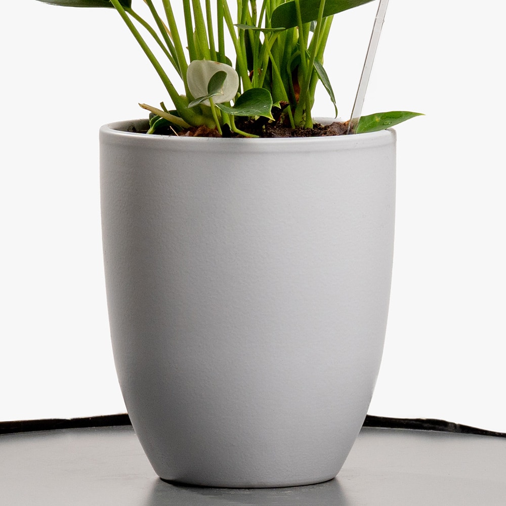 6.3 Pink Whisper – 30CM Anthurium Delight