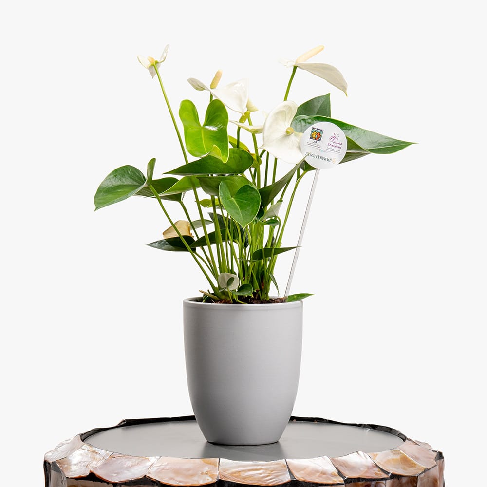 Light pink Anthurium Light pink Anthurium