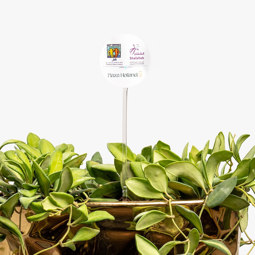 8.2 Golden Serenity – Compact Hoya in Ceramic Pot