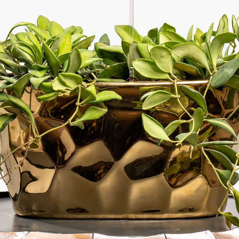 8.3 Golden Serenity – Compact Hoya in Ceramic Pot