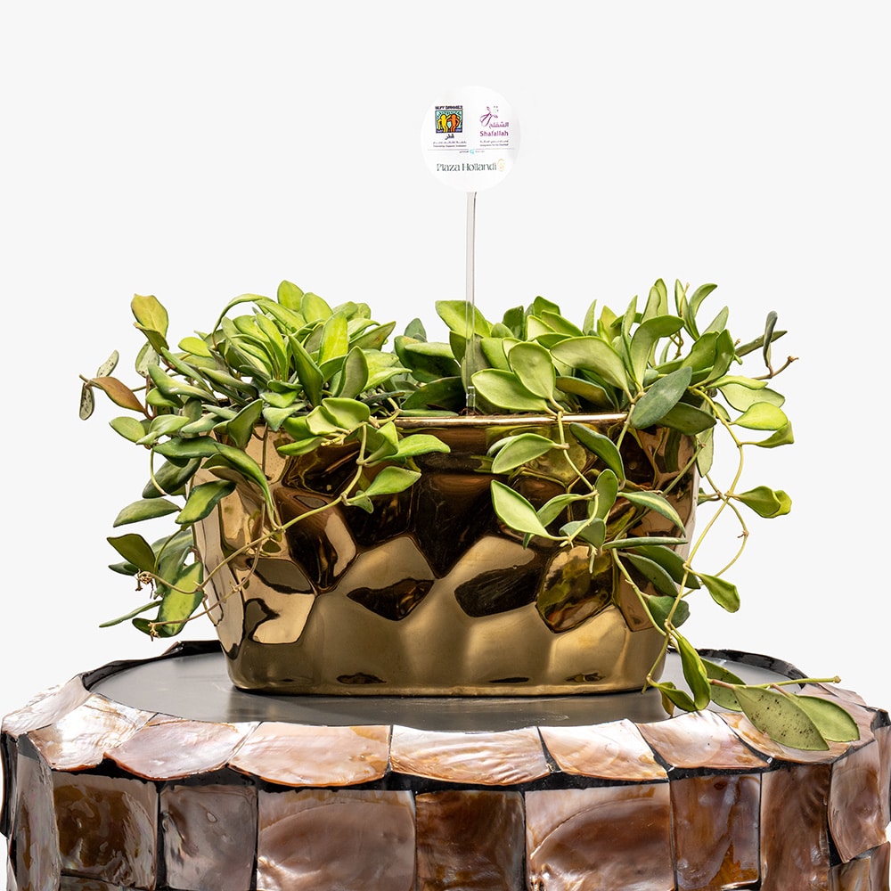 Hoya Golden Serenity – Compact Hoya in Ceramic Pot