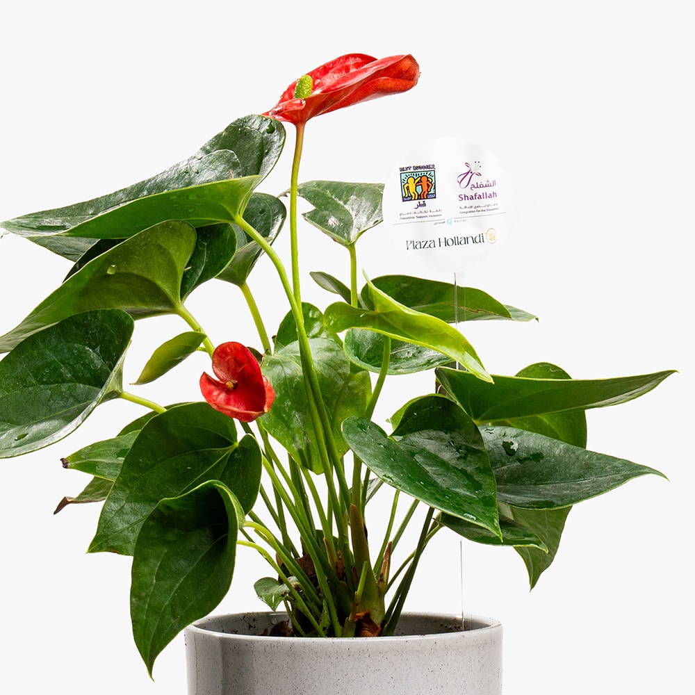 9.2 Blush Flame – Mini Red Anthurium Pot
