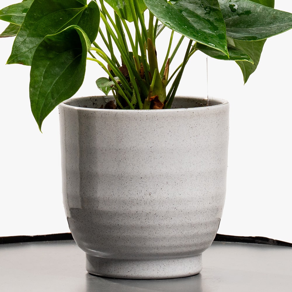 9.3 Blush Flame – Mini Red Anthurium Pot