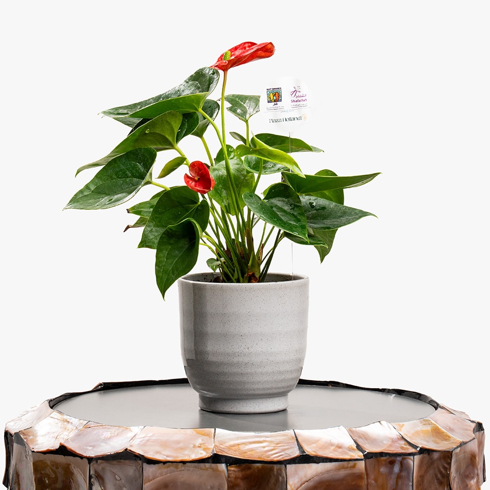 Blush Flame – Mini Red Anthurium Pot Blush Flame – Mini Red Anthurium Pot