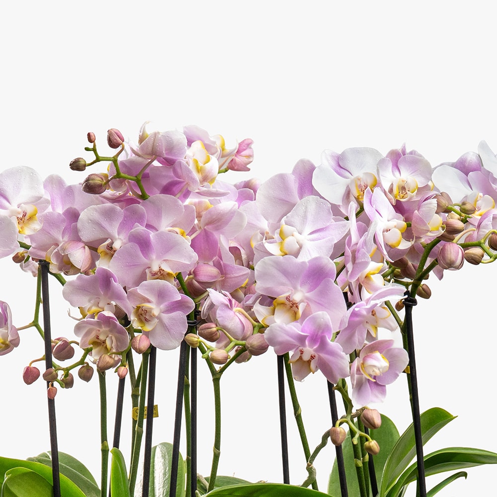10.2 2 Pink Phalaenopsis Multiflor Orchids in Ceramic Vase – 45cm