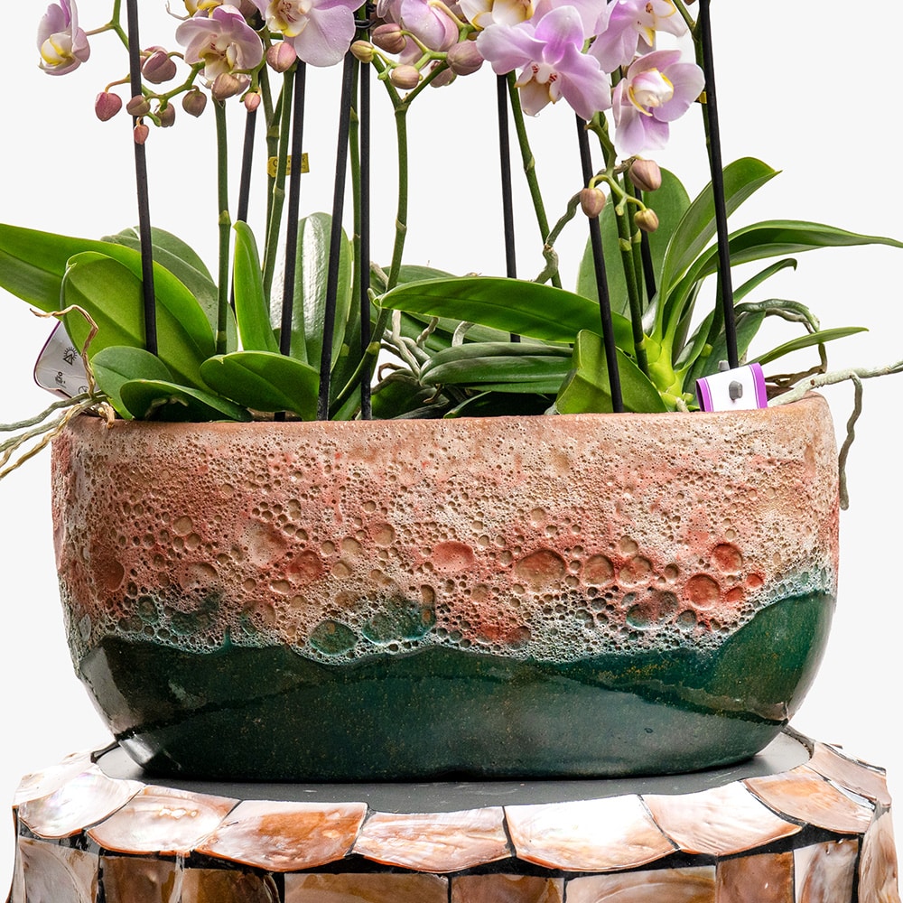 10.3 2 Pink Phalaenopsis Multiflor Orchids in Ceramic Vase – 45cm