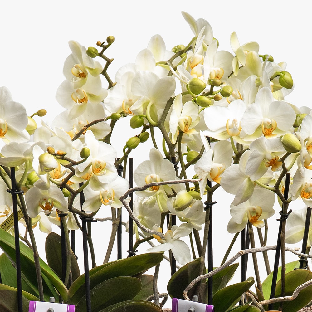 11.2 2 White Phalaenopsis Multiflor Orchids in Ceramic Vase – 45cm
