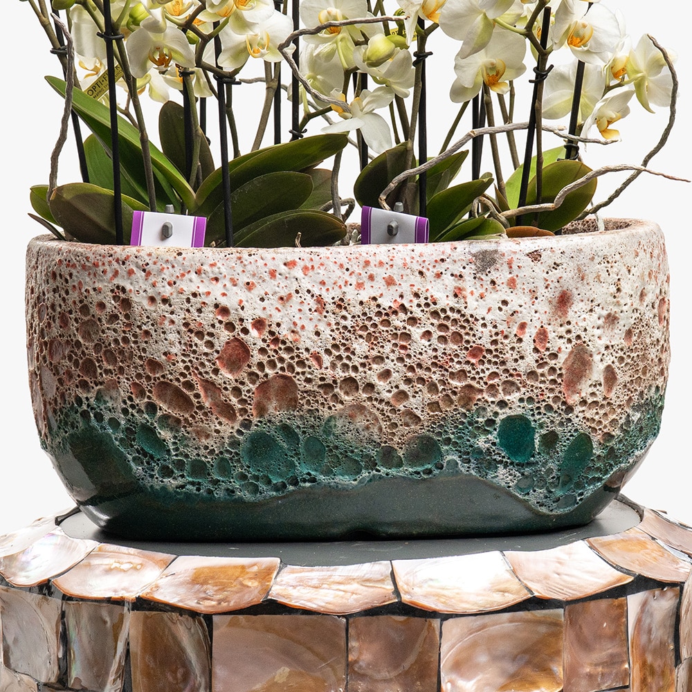 11.3 2 White Phalaenopsis Multiflor Orchids in Ceramic Vase – 45cm