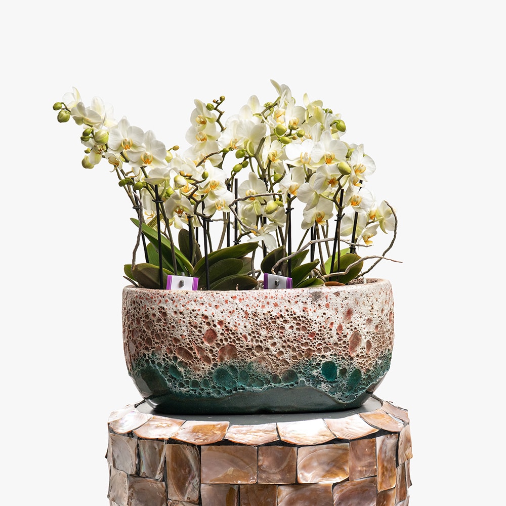 11 Phalaenopsis