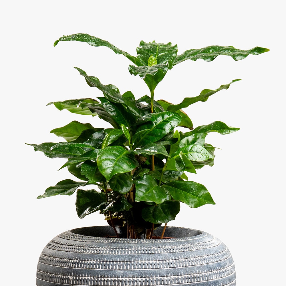 12.2 Coffee Plant in Decorative Pot – 30cm