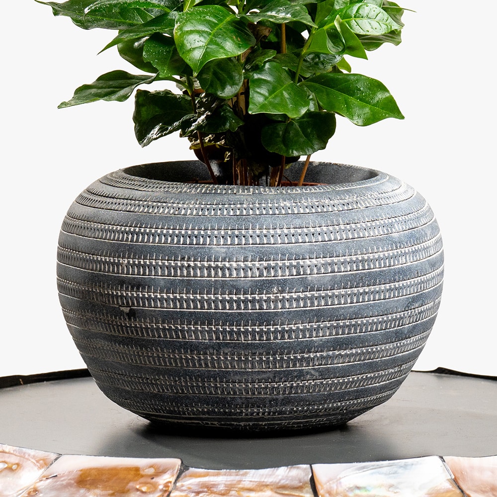 12.3 Coffee Plant in Decorative Pot – 30cm