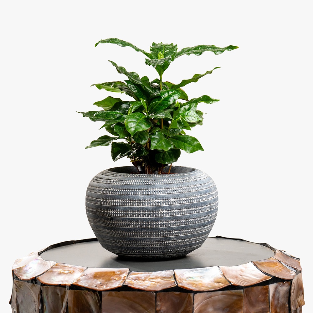12 Coffee Plant in Decorative Pot – 30cm
