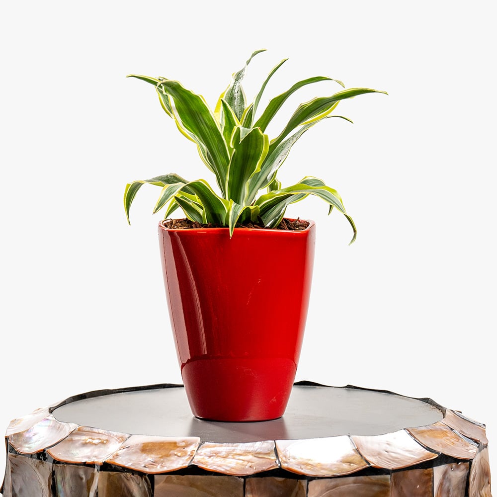 2 Dracaena Plant in Red Pot – 30cm