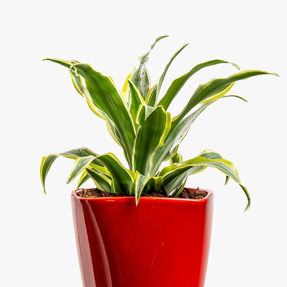 2.2 Dracaena Plant in Red Pot – 30cm