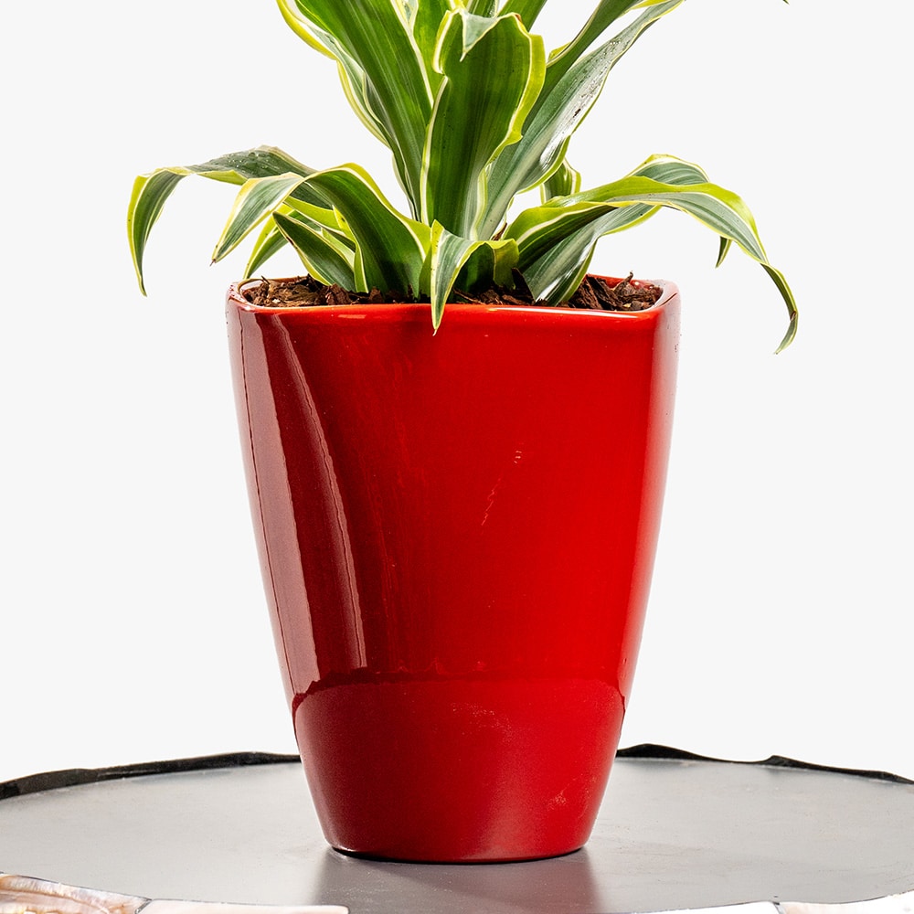 2.3 Dracaena Plant in Red Pot – 30cm