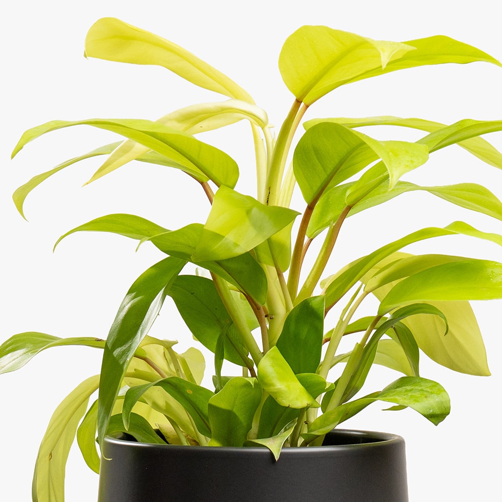 20.2 Philodendron Plant in Black Pot – 35cm