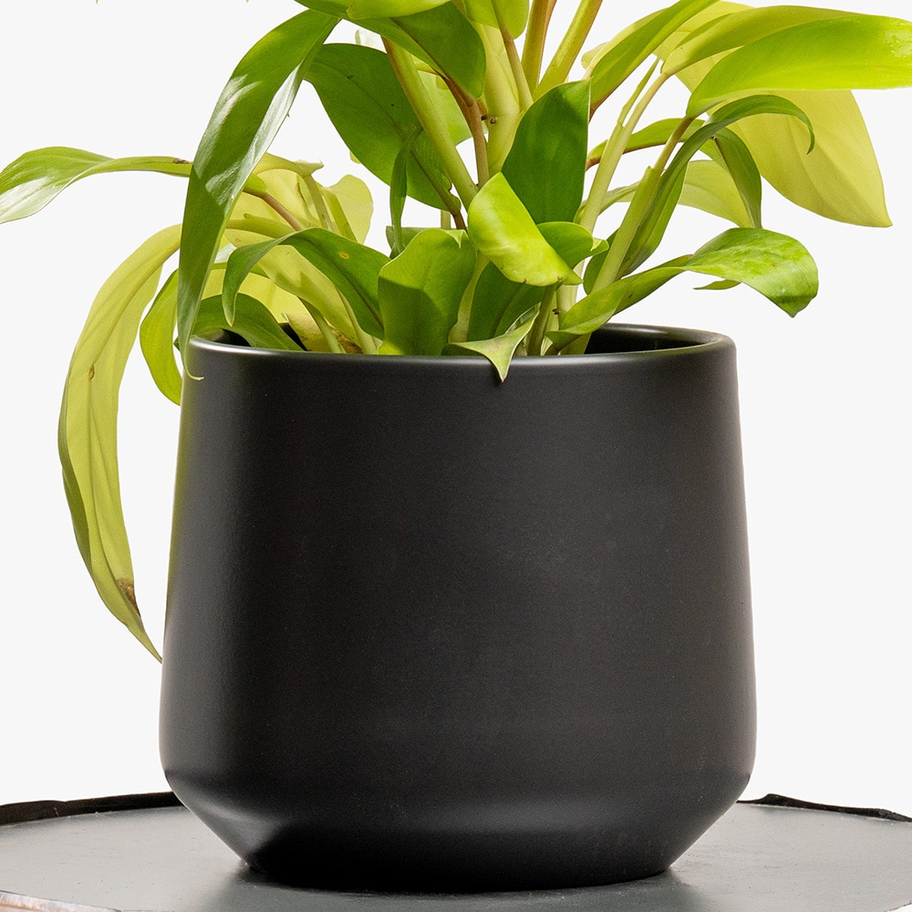 20.3 Philodendron Plant in Black Pot – 35cm