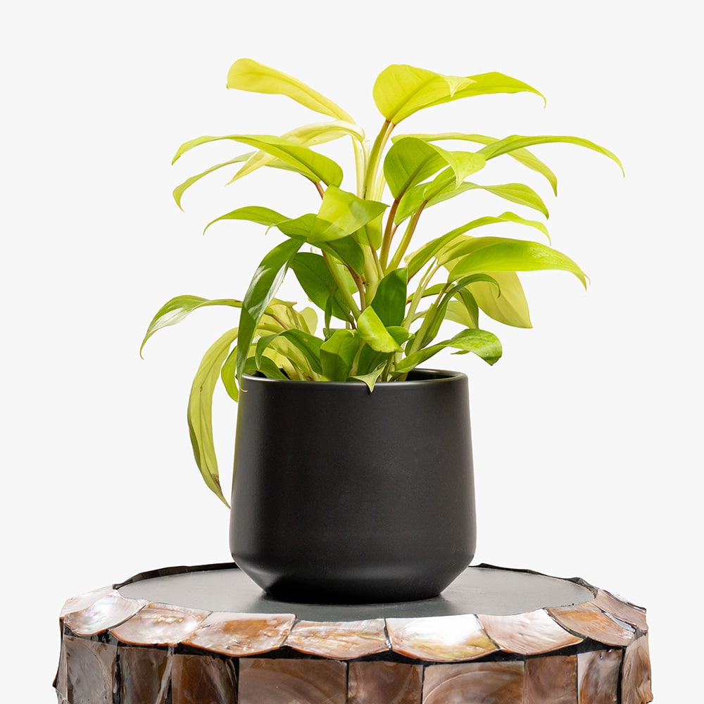 20 Philodendron Plant in Black Pot – 35cm