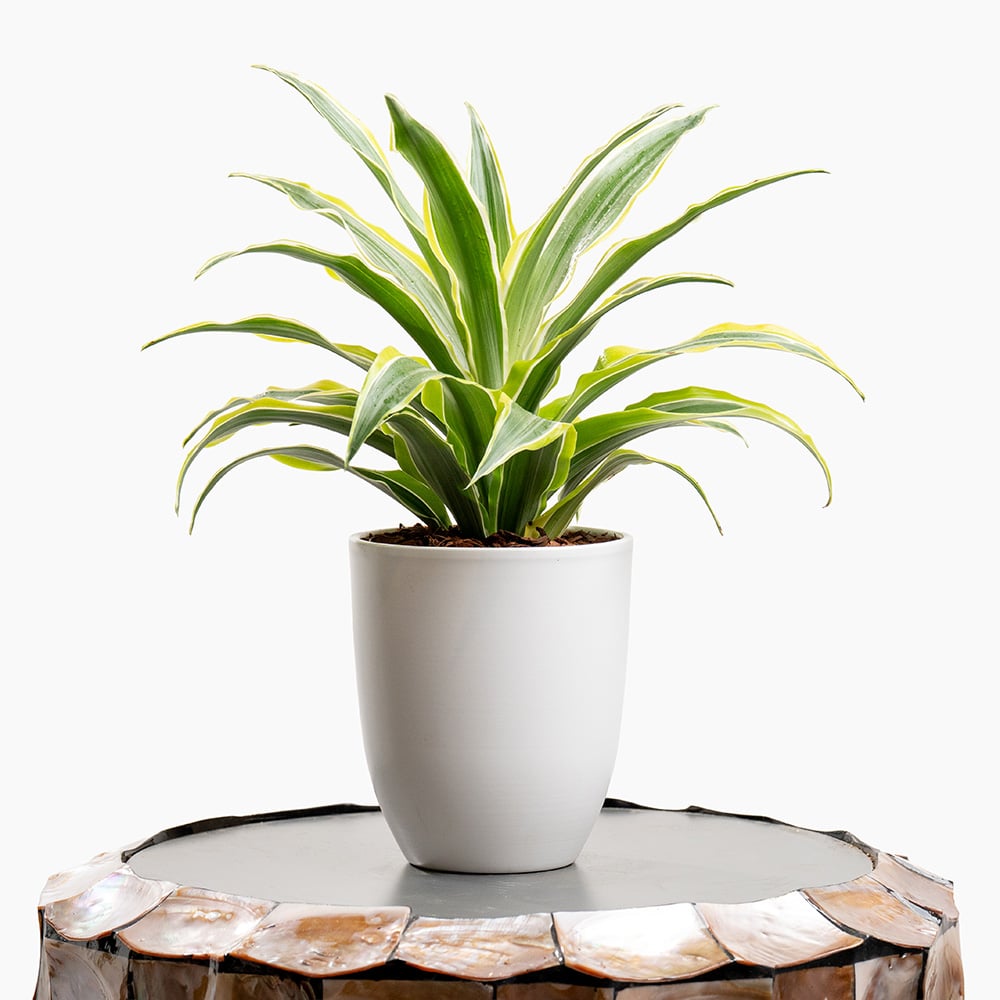 3 Dracaena Plant in White Pot – 30cm