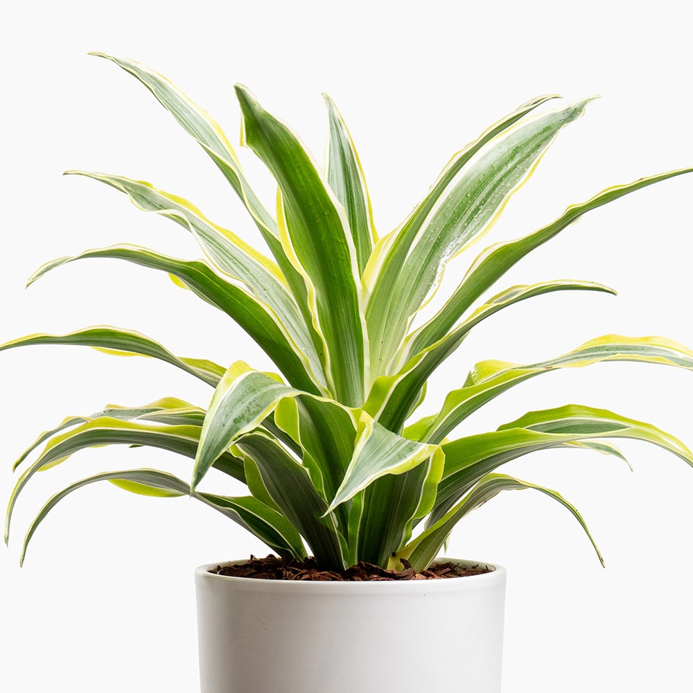 3.2 Dracaena Plant in White Pot – 30cm
