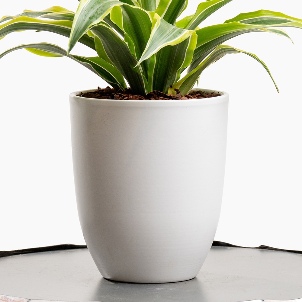 3.3 Dracaena Plant in White Pot – 30cm