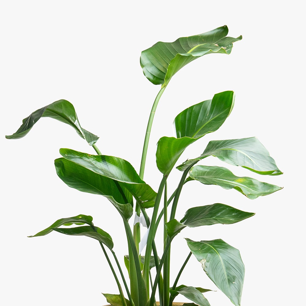 34.2 Strelitzia Nicolai Plant in Clay Gold Pot – 120cm