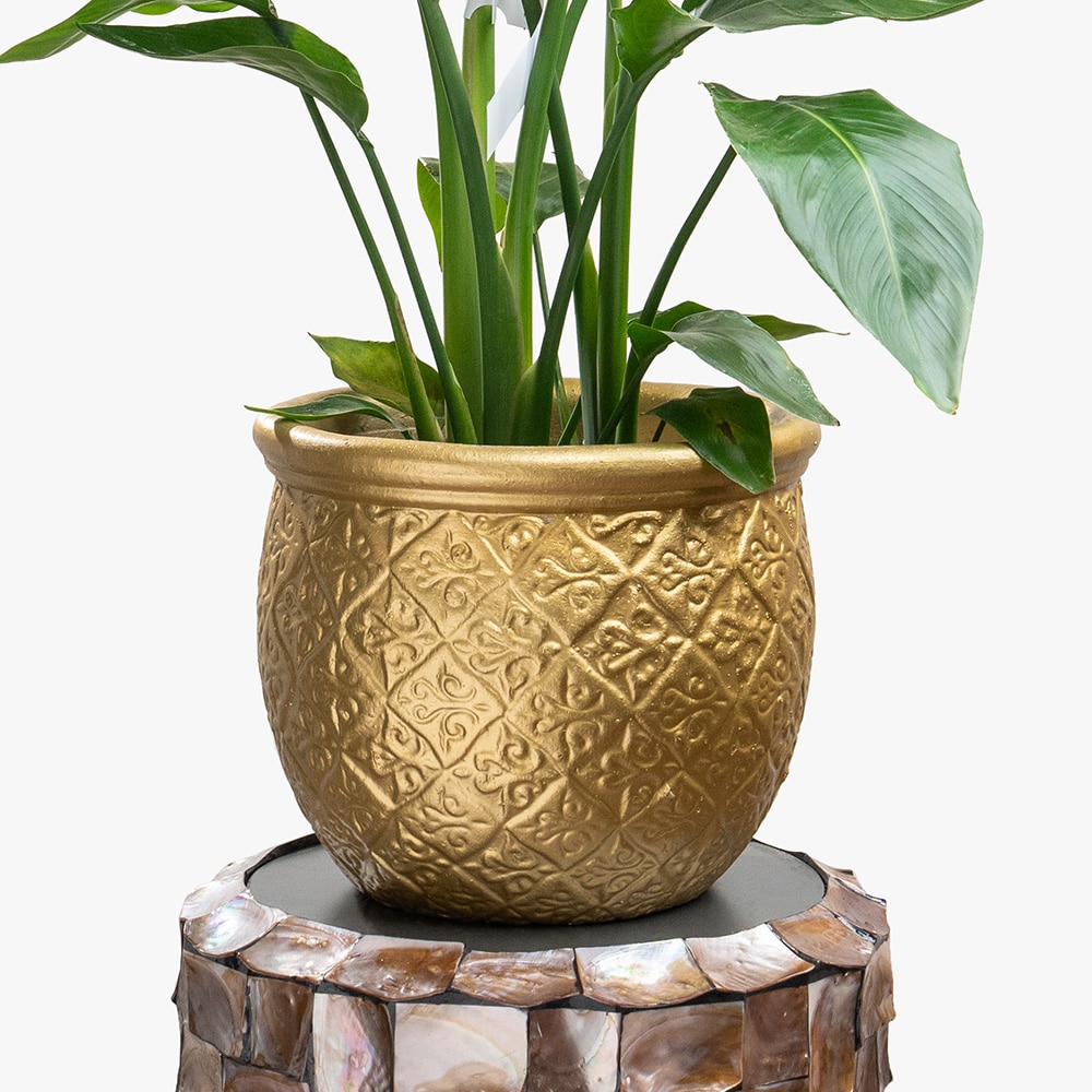 34.3 Strelitzia Nicolai Plant in Clay Gold Pot – 120cm