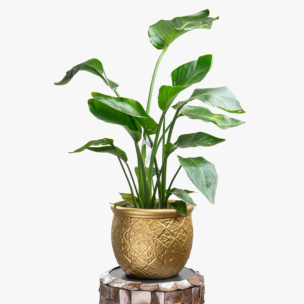 34 Strelitzia Nicolai Plant in Clay Gold Pot – 120cm