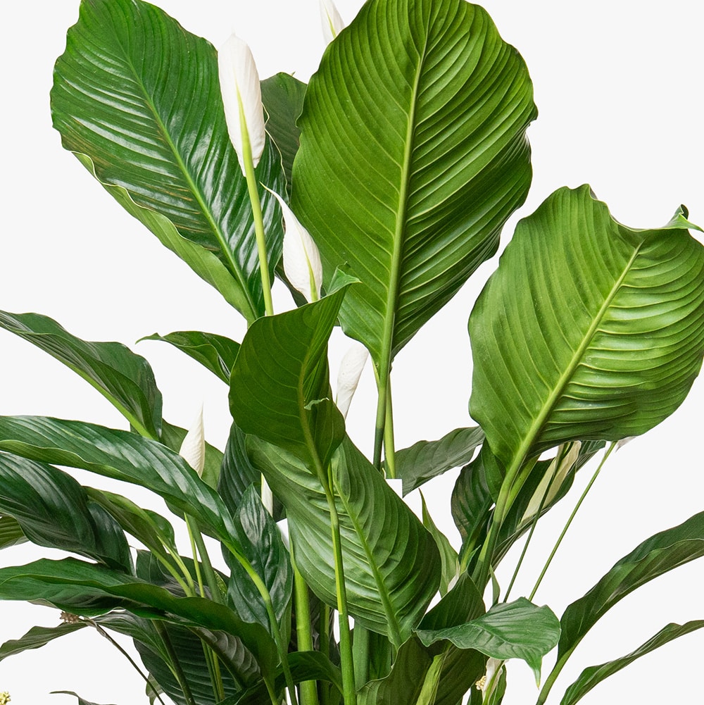 36.2 Spathiphyllum Plant in Gold Clay Pot – 130cm