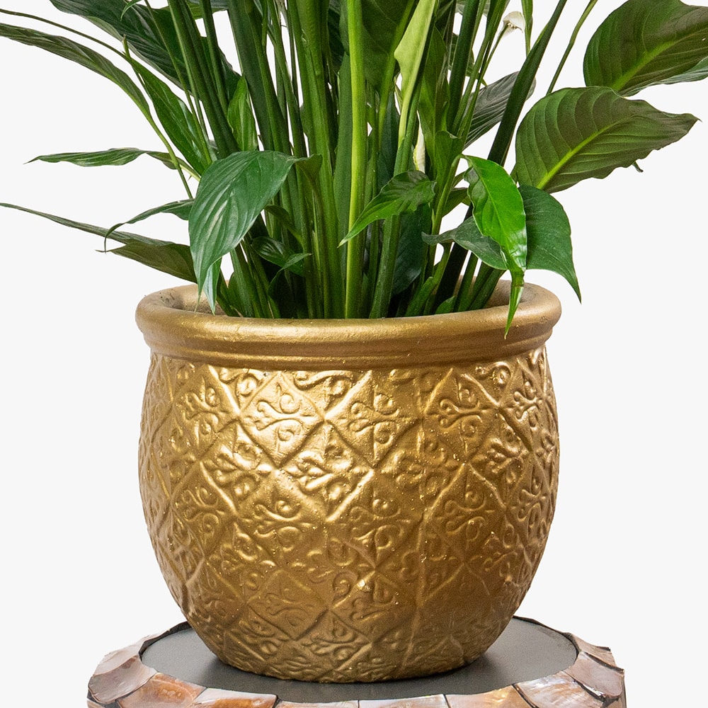36.3 Spathiphyllum Plant in Gold Clay Pot – 130cm