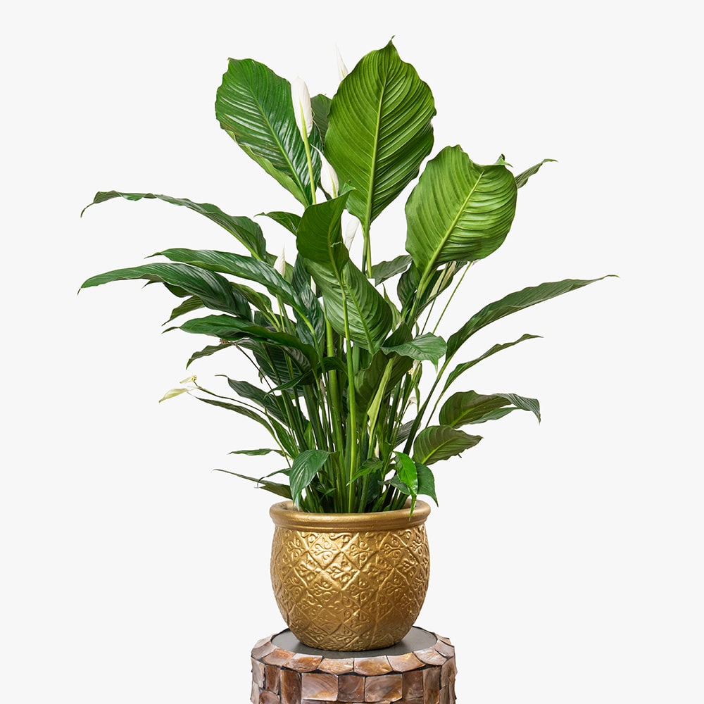 36 Spathiphyllum Plant in Gold Clay Pot – 130cm