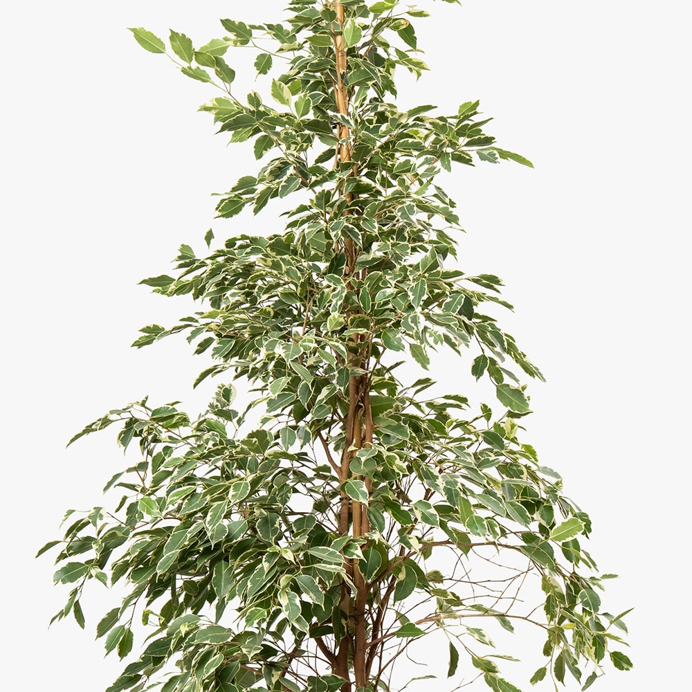 39.2 Ficus Benjamina Plant in Gold Fiber Pot – 180cm