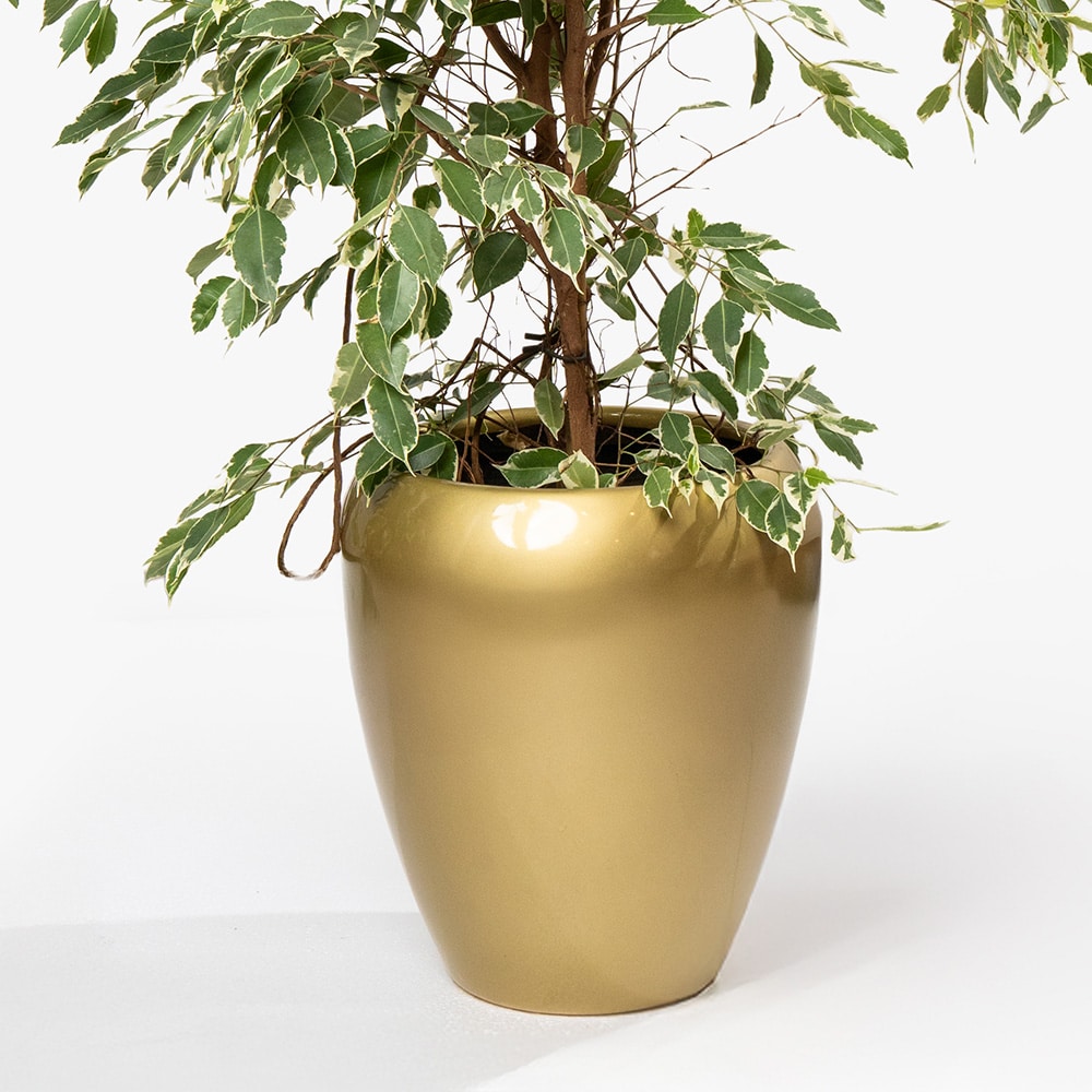 39.3 Ficus Benjamina Plant in Gold Fiber Pot – 180cm