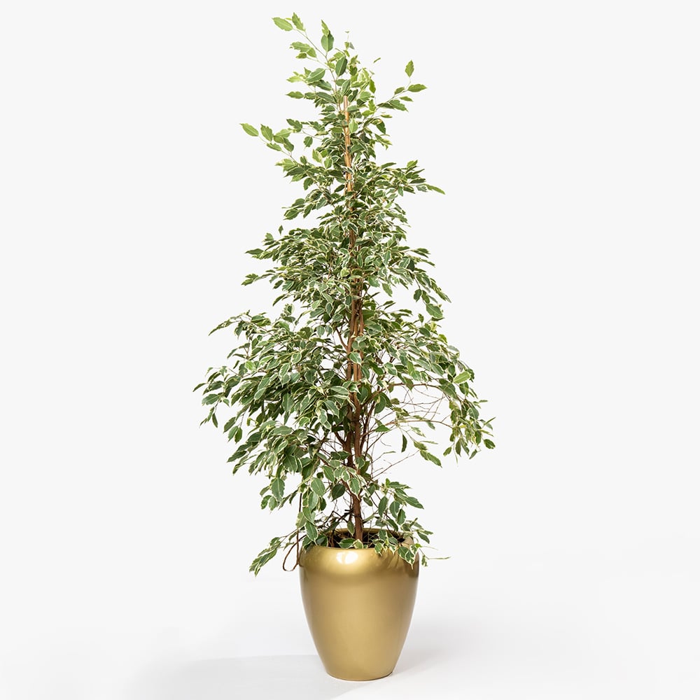 39 Ficus Benjamina Plant in Gold Fiber Pot – 180cm