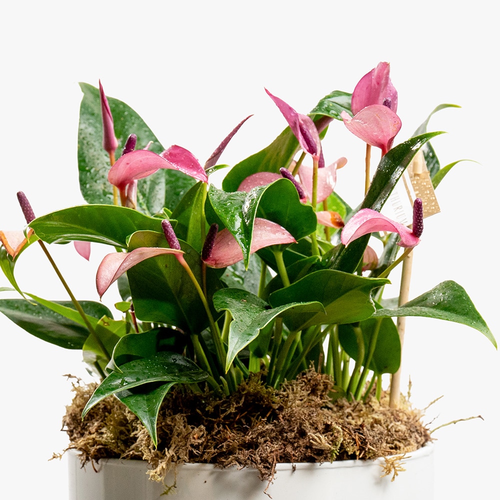 4.2 Purple Anthurium Plant in White Ceramic Pot – 30cm