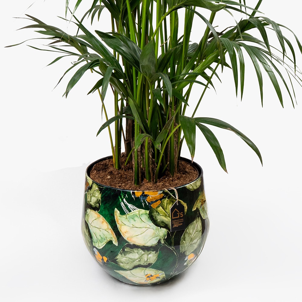 40.3 Howea Plant in Metal Green Pot – 160cm