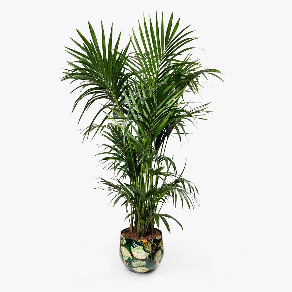 40 Howea Plant in Metal Green Pot – 160cm