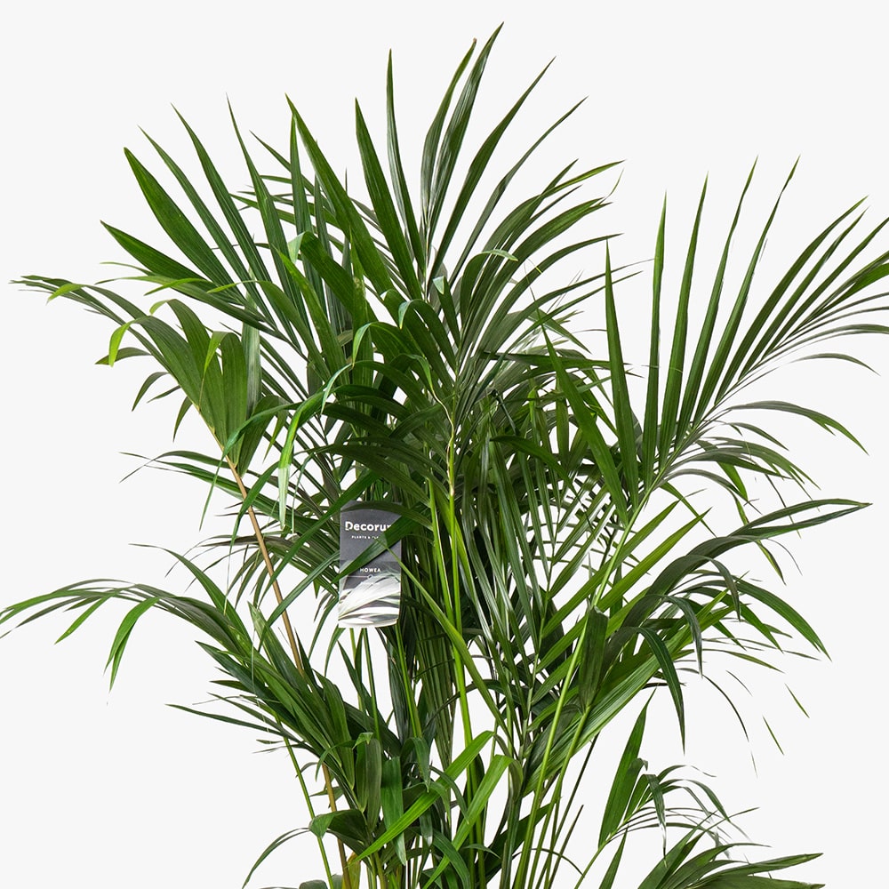 41.2 Howea Plant in Gold Fiber Pot – 180cm
