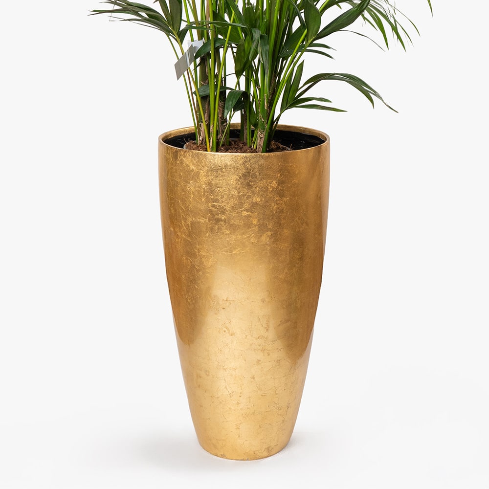 41.3 Howea Plant in Gold Fiber Pot – 180cm