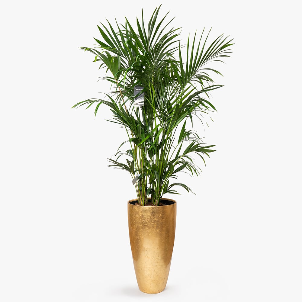 41 Howea Plant in Gold Fiber Pot – 180cm