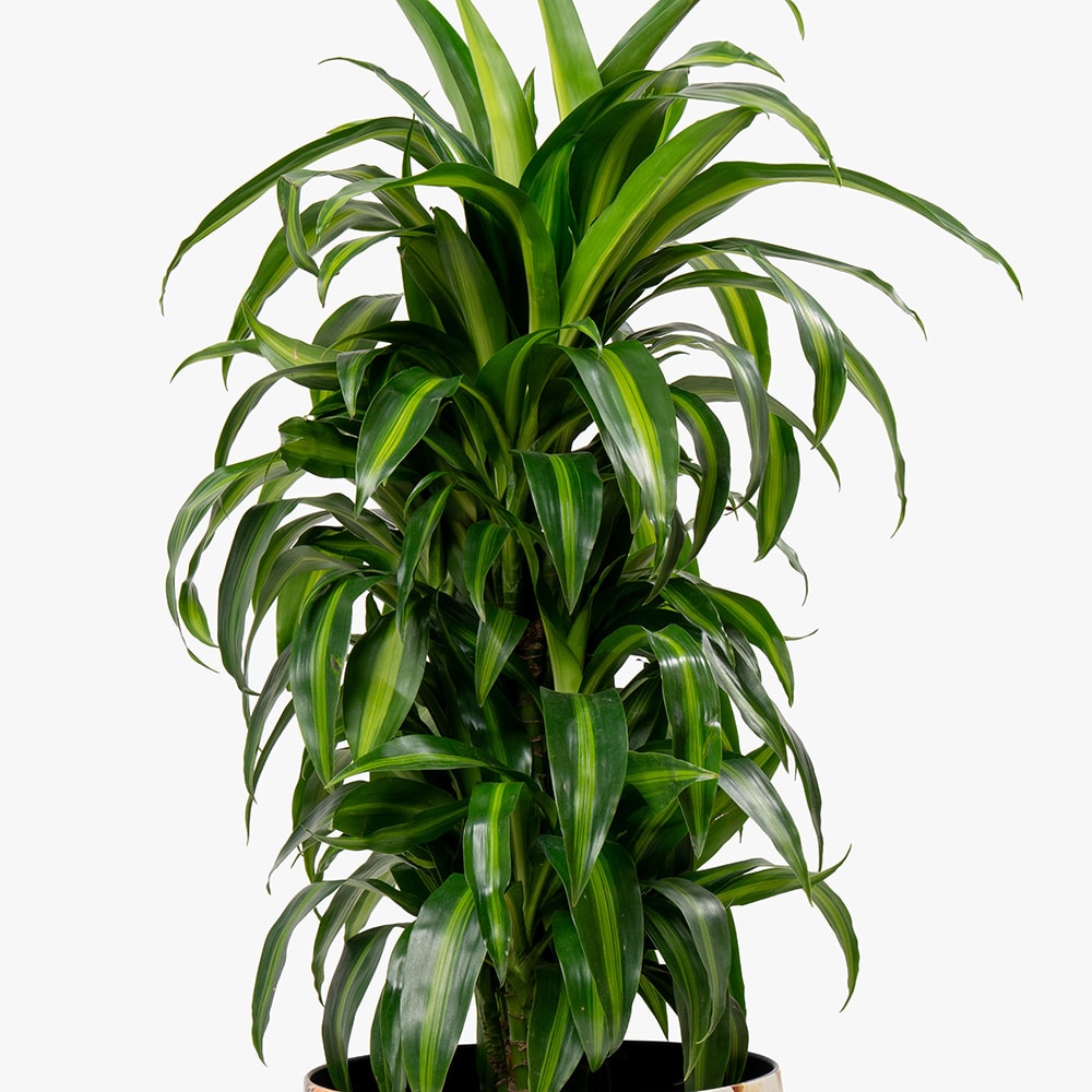 42.2 Dracaena Lemon Lime in Metal Gold Pot – 100cm