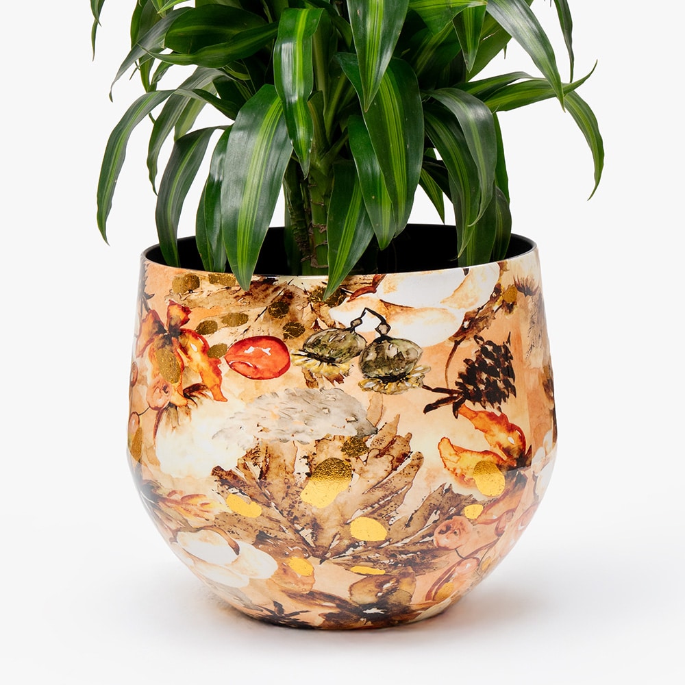 42.3 Dracaena Lemon Lime in Metal Gold Pot – 100cm