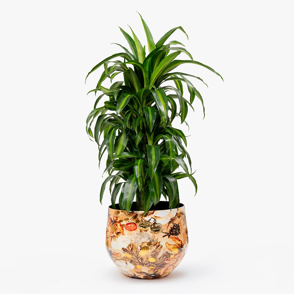42 Dracaena Lemon Lime in Metal Gold Pot – 100cm