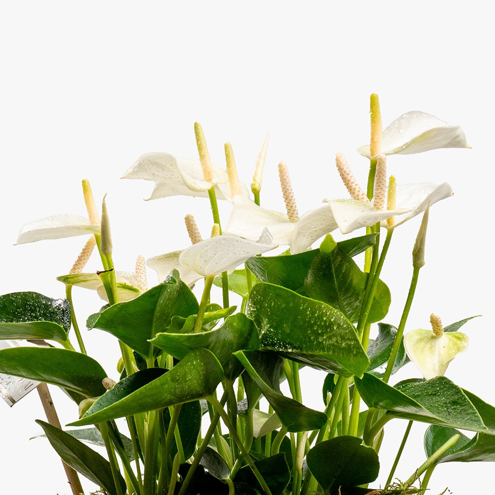 5.2 White Anthurium Plant in White Ceramic Pot – 30cm